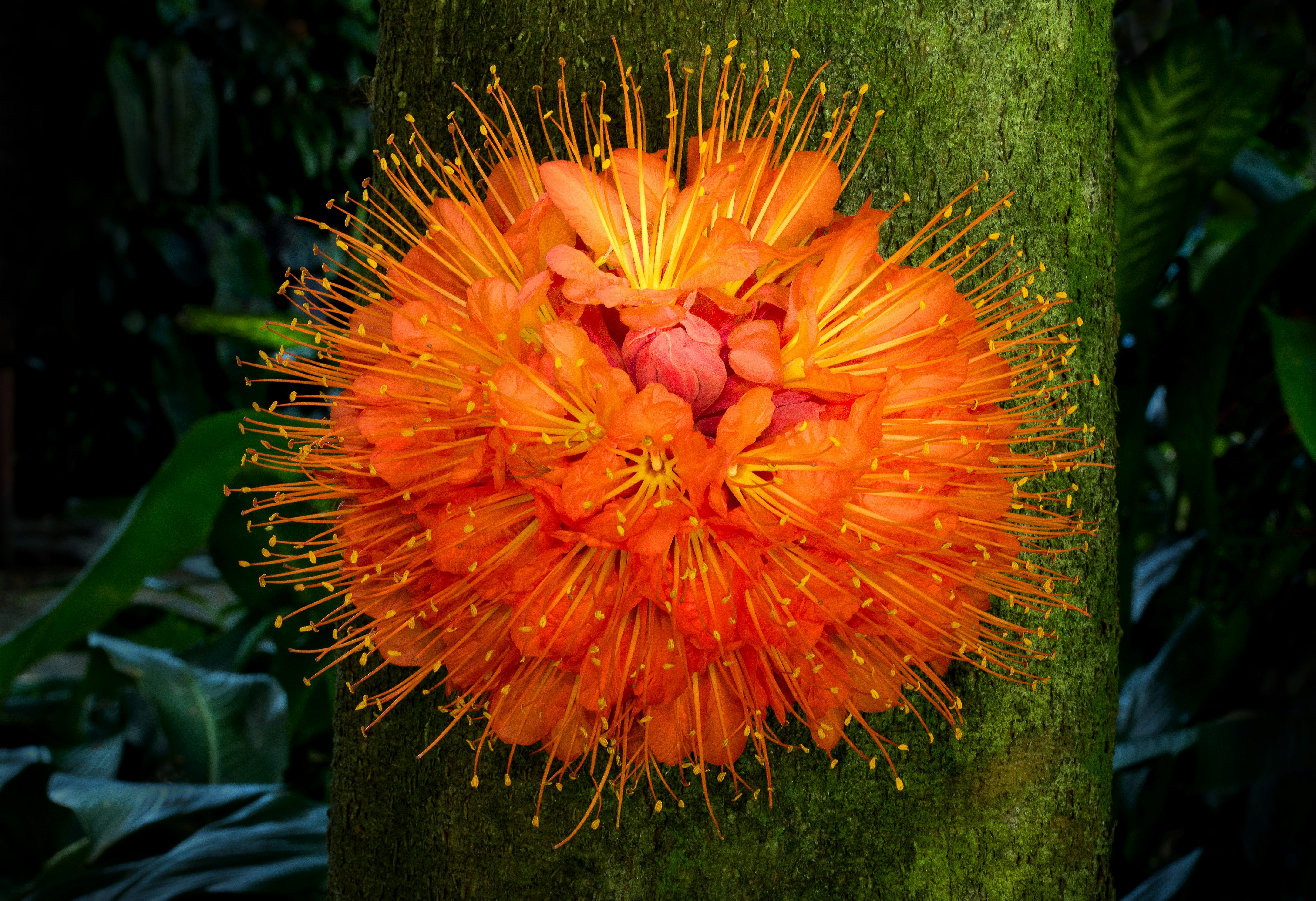 close-up photo of yellow petal flower on tree trunk